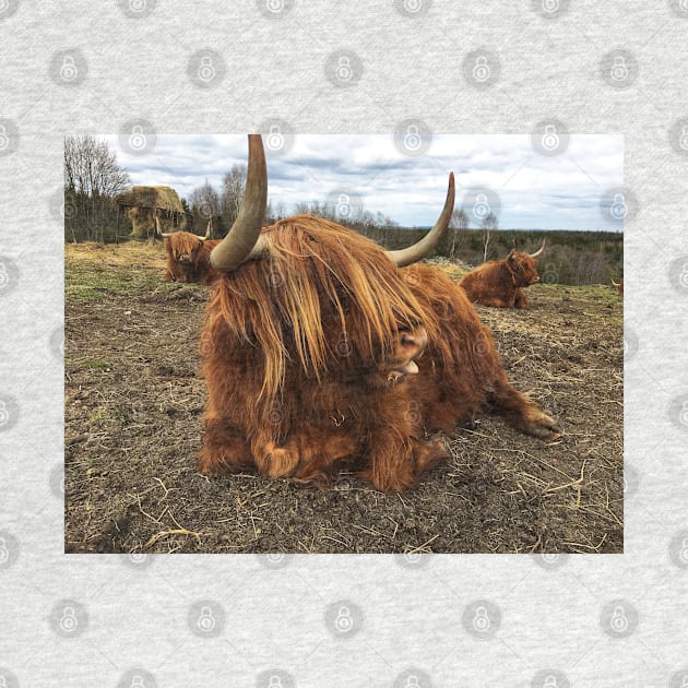 Scottish Highland Cattle Cow 2387 by SaarelaHighland